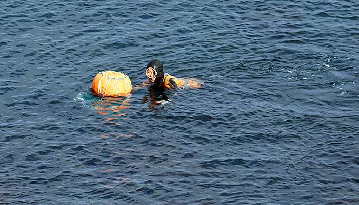 A female diver (<i>haenyeo</i>) collects seafood from the ocean. The collected seafood, including seaweed, fish and shellfish, is recognized as being of the best quality, even on Jeju Island. 