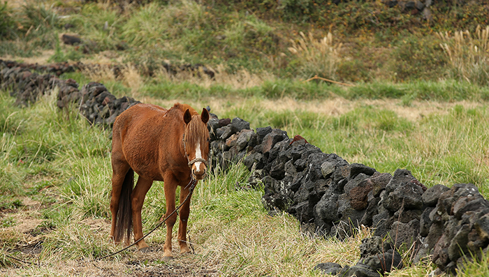 Beautiful and peaceful scenes can unfold along the Jeju Olle Trail.