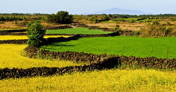 The Jeju volcanic rock walls, or <i>batdam</i>, can be found all across Jejudo Island. (photo courtesy of the Jeju Self Governing Province)