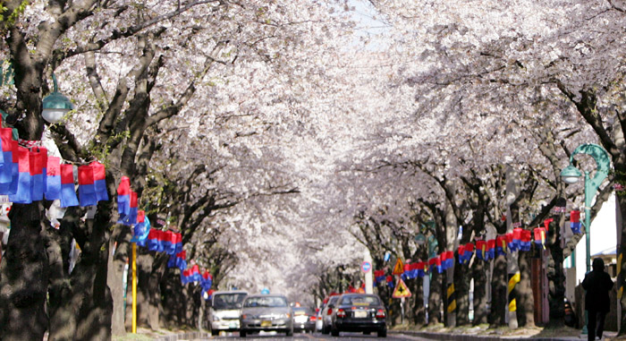 Royal cherry blossoms decorate Jeju Island during the Jeju Cherry Blossom Festival. (courtesy of the Jeju Special Self-Governing Province)