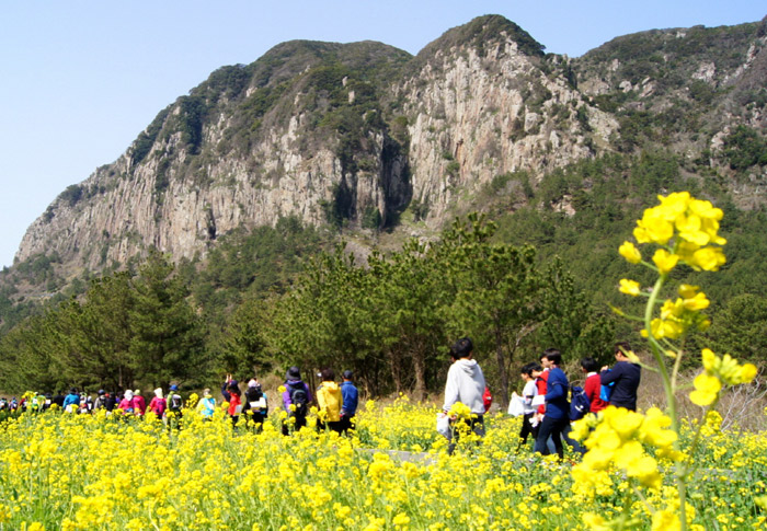 People enjoy the scenery of Jeju Island while walking along the Seogwipo Rape Flower International Walking Festival (photo courtesy of Seogwipo City) 
