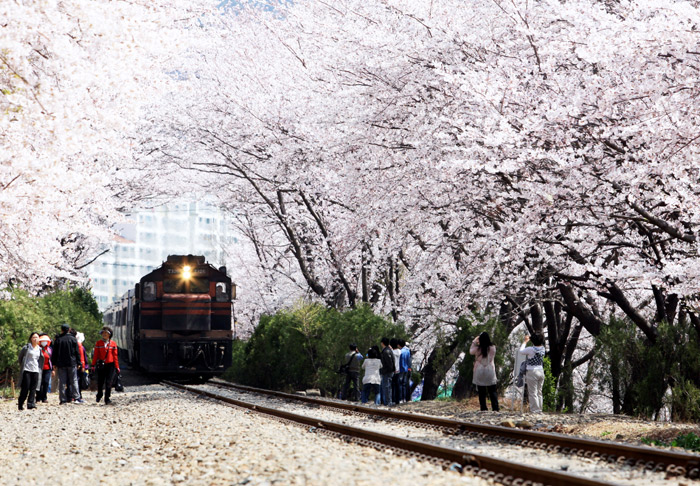 Gyeonghwa Station is one of the most famous attractions of the Jinhae Gunhang Cherry Blossom Festival. (photo courtesy of Changwon City)