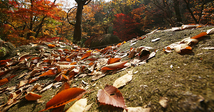  Instructors from the National Park School of Mountaineering Safety say that hiking some trails in the autumn could be dangerous due to fallen leaves which can cover the ground and make it slippery. This could cause people to trip or hurt their ankle. Hikers are advised to wear good hiking footwear that fits properly. 