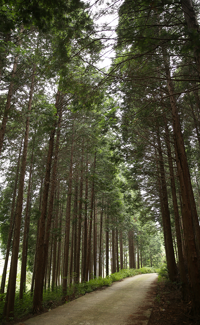 A ten-minute-walk from Heungguksa Temple is a Forest of Hinoki Cypress. The beautiful landscape and its fresh air will help take your breath away. Meditation time inside the forest is expected to be added to the temple stay program later this year. (photo: Jeon Han)