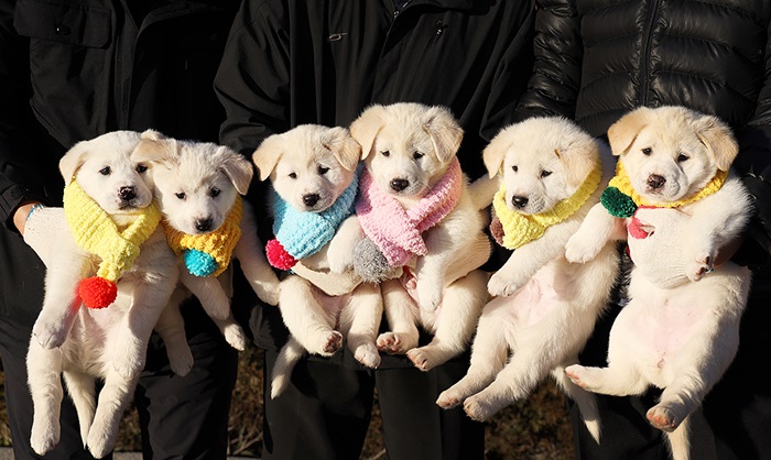 Cheong Wa Dae on Dec. 25 posts a photo of six puppies on its Facebook account as part of its Christmas greeting. The puppies are the offspring of Gomi, one of two Pungsan breed dogs received as gifts by President Moon Jae-in from North Korean leader Kim Jong Un. (Cheong Wa Dae)