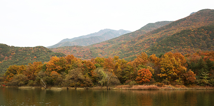 Goesanho Lake in Goesan County, Chungcheongbuk-do (North Chungcheong Province), is surrounded by a forest that has turned to yellow and red with autumnal foliage on October 30. 