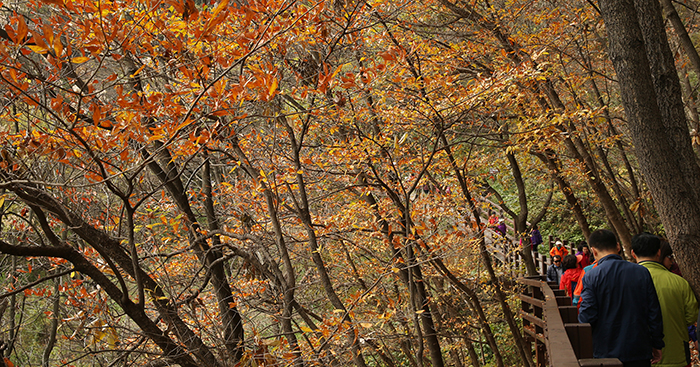 The Sanmakigil trail in Goesan County, Chungcheongbuk-do, is a popular tourist spot. People can enjoy walking along the trail and can take a ferry boat to observe the fall foliage 