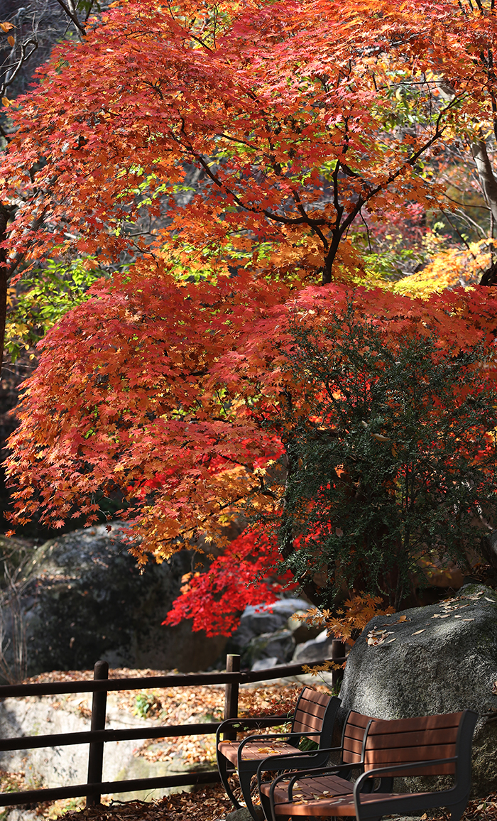  Fallen leaves cover the benches in Dobongsan Mountain, producing an autumn sentiment. 