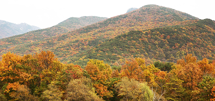  The colorful foliage around Goesanho Lake awes visitors. 