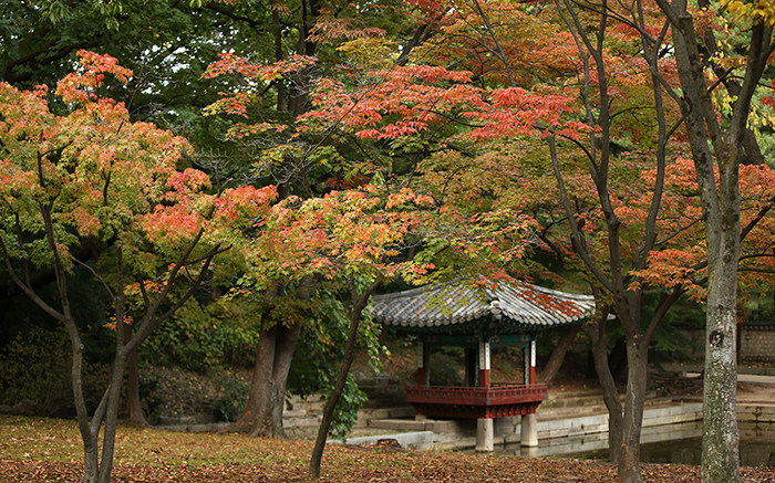 Leaves on the trees around the Aeryeonji Pond in the rear garden of Changdeokgung Palace, known as the <i>Huwon</i>, change from green to red, yellow and orange on October 22. 