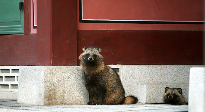 A family of raccoon dogs roams around Changdeokgung Palace on October 22. An official from the palace asks visitors not to approach the animals residing on palace grounds, as they aren't accustomed to human interaction. 