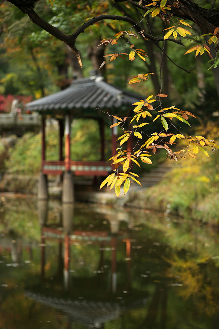 Leaves around the Gwallanjeong Pavilion at Changdeokgung Palace start to change color, adding to the singular sentiment of the autumn season, on October 22. 