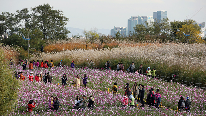 Park visitors take pictures and selfies against a backdrop of rippling eulalia and cosmos in full bloom at the Sky Park in Sangam-dong, northern Seoul, on October 22. 