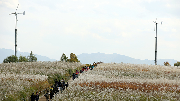 People indulge themselves in a stroll through the fields of rippling eulalia at the Sky Park in Sangam-dong, northern Seoul, on October 22. 