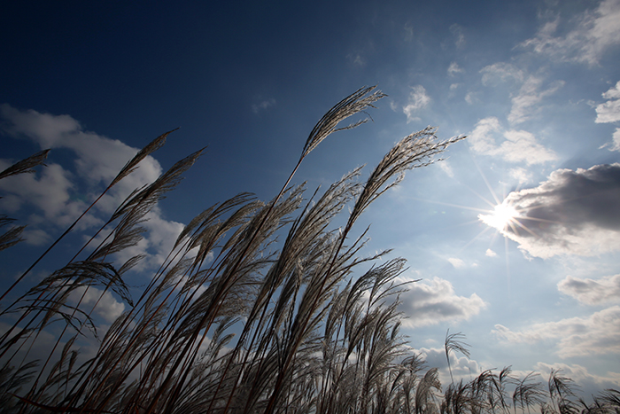 The eulalia grass creates a silver ripple under the autumn sky at the Sky Park in Sangam-dong, northern Seoul, on October 22.