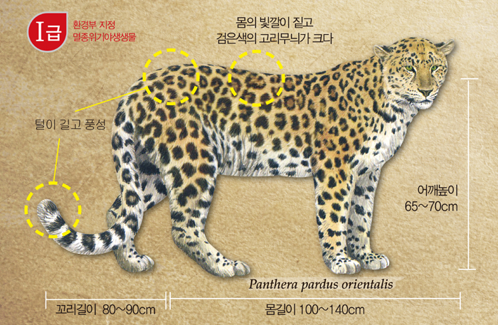 As seen in the above image, Korean leopards are characterized by darker fur and bigger ring patterns in their hair with long, abundant fur on their tail. The body is 100 to 140 centimeters long while the tail can be 80 to 90 centimeters long. 