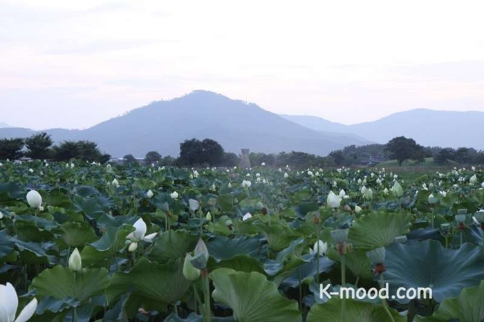 Lotus-flower-02.jpg