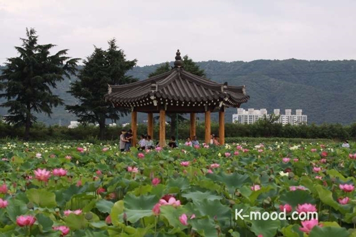 Lotus-flower-06.jpg
