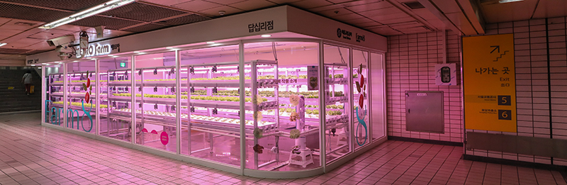 Seoul Metro has installed a vertical farm at a subway station to boost convenience for subway users. Pictured here is Metro Farm, located next to Exit 5 of Dapsimni Station on Line No. 5. (Kim Sunjoo)