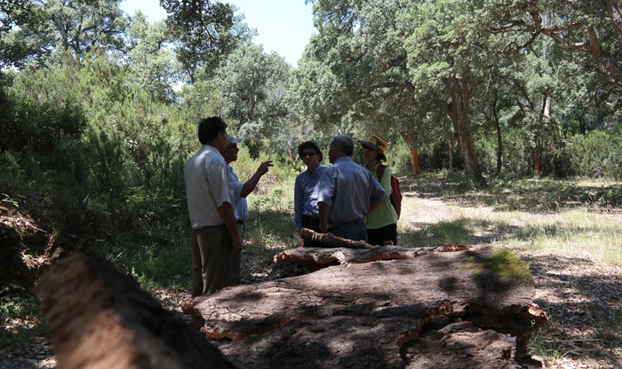  The Korea Forest Service delegation visits a cork oak tree forest in Tunisia. (photo: courtesy of the Korea Forest Service) 