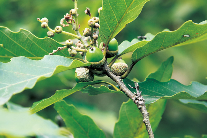 Nature_Article_02.jpg