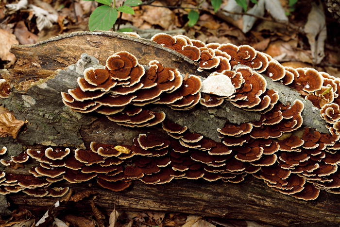 Nature_Article_03.jpg