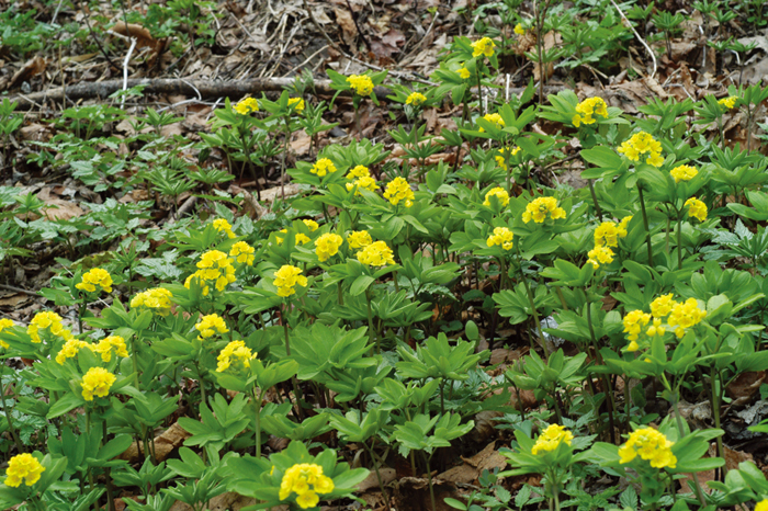 Nature_Article_04.jpg