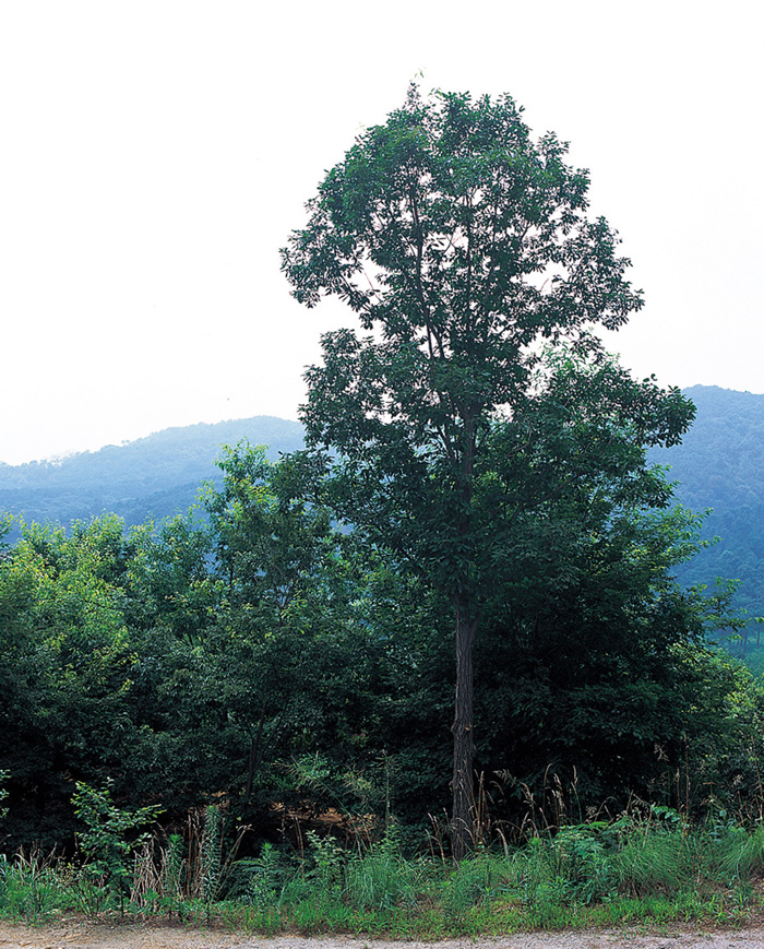 Nature_Article_08.jpg