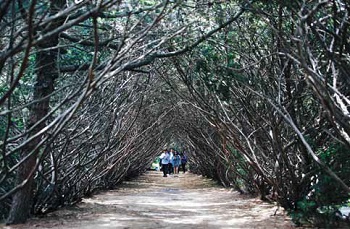 Visitors walk along the Janasu Jumok Tunnel in Byeokchoji Botanical Garden.