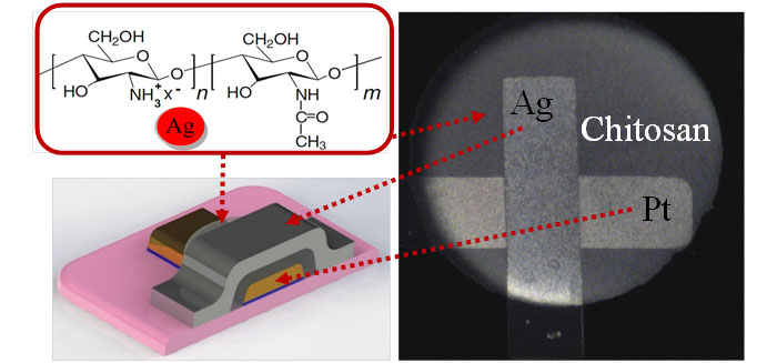 The left image shows the chemical structure of chitosan and a microscopic image of a chitosan-based memory device. On the right, chitosan is put between silver (Ag) and platinum (Pt).  