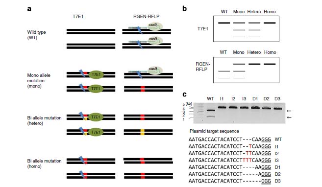  An overview of RGEN-RFLP analysis (Image courtesy of Professor Kim Jin-soo) 
