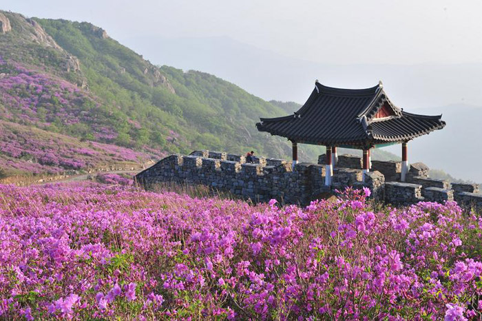 Royal azaleas are in full bloom on Hwangmaesan Mountain, located between Sancheong and Hapcheon. (Courtesy of Sancheong County)