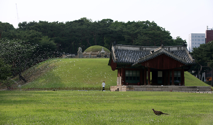  A pheasant lets water from a sprinkler cool its body at the Jeongneung Tomb during the afternoon of June 10 as the temperature reaches over 34 degrees Celsius. 