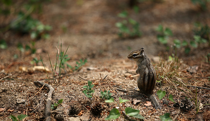 It is easy to spot squirrels searching for food at the Seonjeongneung Tombs. 