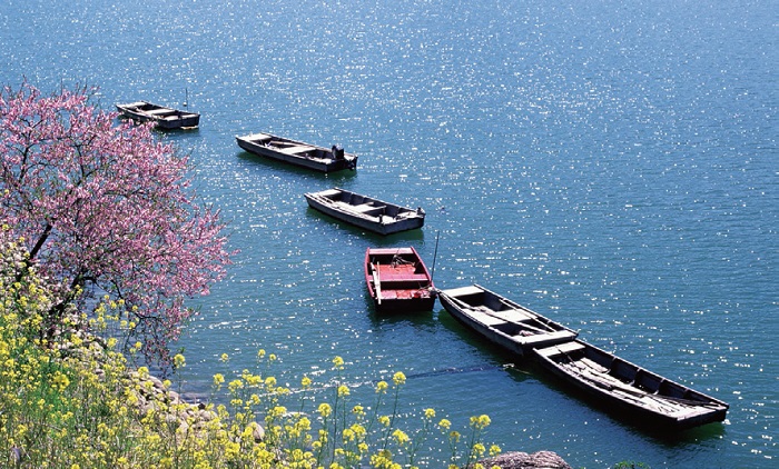 Boats and spring blossoms,Hadong (Courtesy of Hadong County Office)