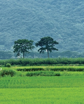 “Couple Pines” of Pyeongsa-ri