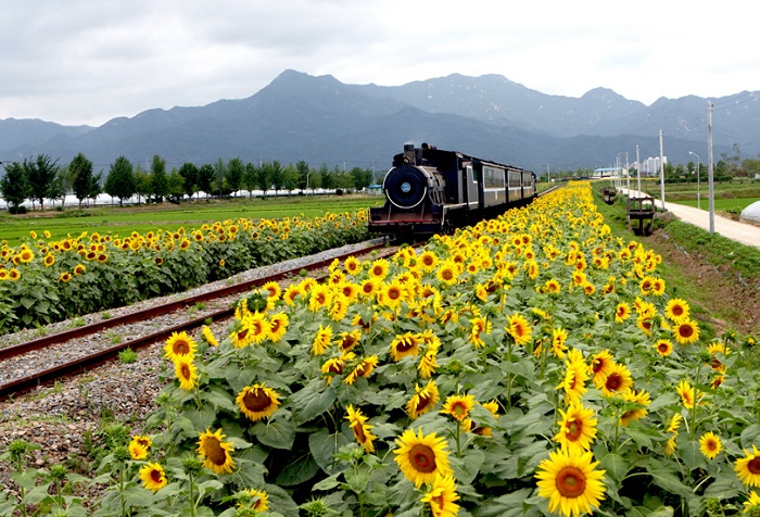 Steam train, Gokseong