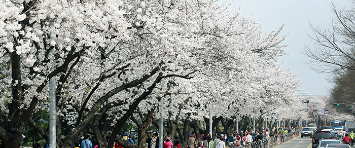 The Yunjung-ro parkway in Yeouido, western Seoul, is busy with visitors coming to see the cherry blossoms on April 1. The Yeouido Spring Flower Festival will now start on April 3. (photo: Jeon Han)