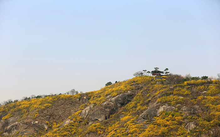 The Eungbongsan Mountain in Seongdong District, Seoul, is dressed in yellow as the forsythia flowers blossom on its slopes. (photo: Jeon Han) 