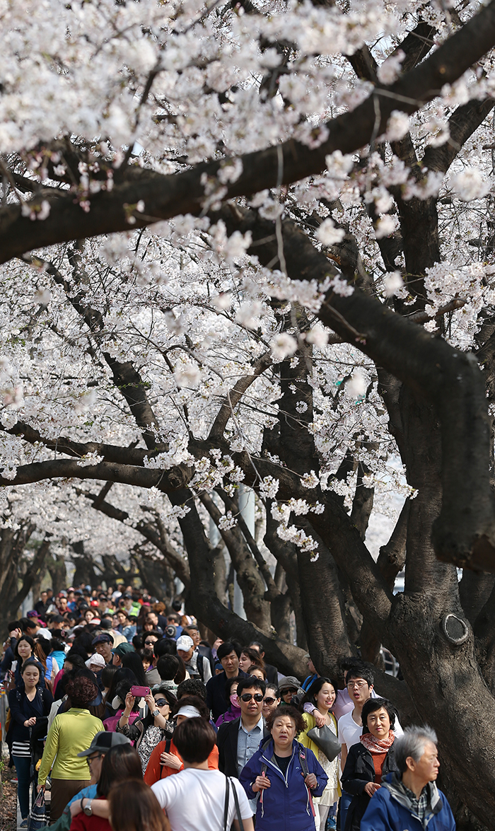  Despite it being a weekday, the Yunjung-ro parkway is packed with visitors who have come to see the cherry blossoms blooming across Yeouido, western Seoul. (photo: Jeon Han) 