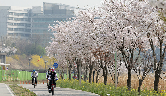  Early summer-like weather continues on April 1 as citizens ride their bicycles along the bike path in the Hangang River's riverside park, enjoying the colorful scenery of spring flowers. (photo: Jeon Han) 