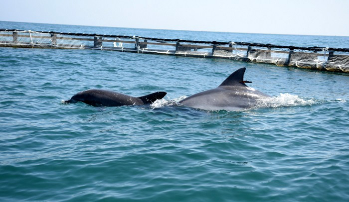 Set_Free_Dolpins_04.jpg