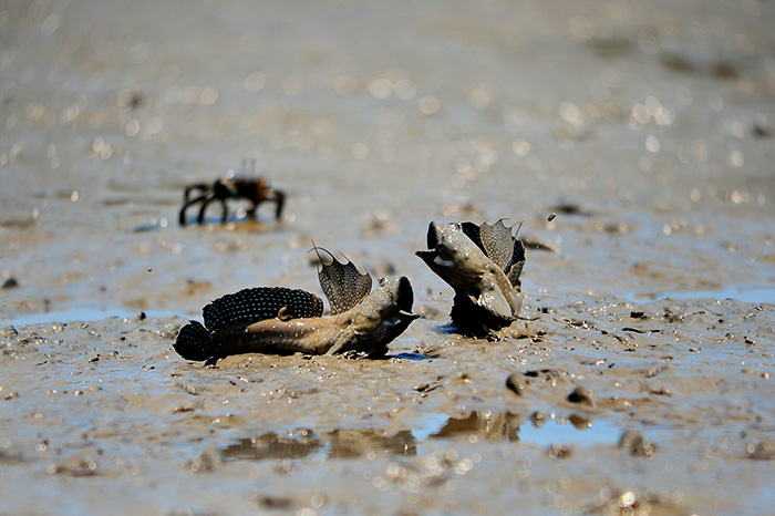 Sinan County has mudflats where the ecosystem is well-preserved.