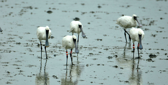 Black-face spoonbills in Songdo Tidal Flat. (photo courtesy of the Incheon Metropolitan Government)