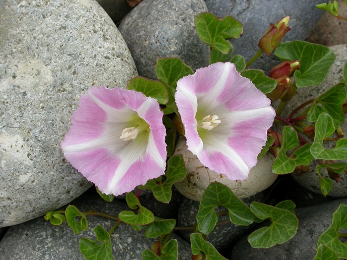 <i>Calystegia soldanella</i>, called <i>gaettmaeggeot</i> in Korean, can be found in Taeanhaean National Park.