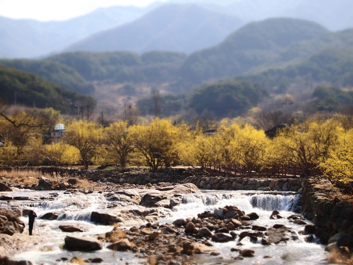 Jirisan National Park turns yellow with cornelian cherry blossoms in the spring.