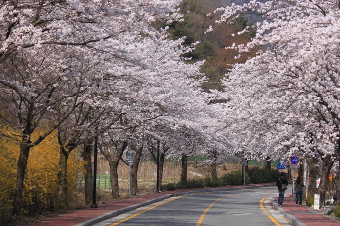 Cherry trees in full bloom line a road in Gyeoryongsan National Park.