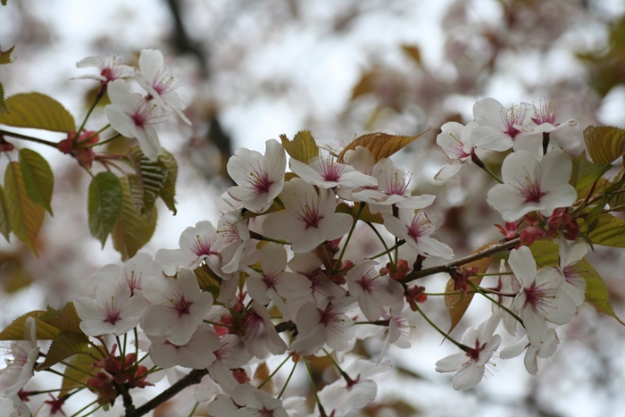 Mountain cherry blossoms bloom across Bukhansan National Park every spring.