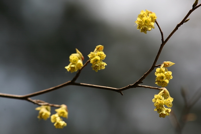 <i>Heuieori</i> flowers blossom in the spring. 