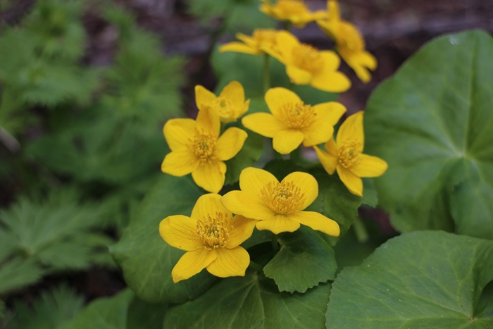 <i>Modemipul</i> and <i>dongeuinameul</i> can be found in Korea's national parks. 